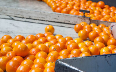 Citrus Packing Juicing Facility